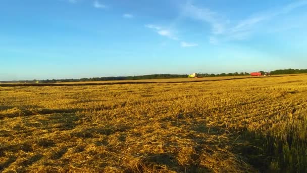 Gyllene Bönder Vetefält Gyllene Ljus Blå Himmel Och Arbetar Skördetröska — Stockvideo