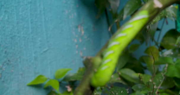 Una Oruga Una Planta Tomate — Vídeo de stock