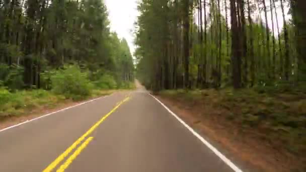 Čas Běží Přes Lesní Dálnici Obklopen Velkými Zelenými Stromy — Stock video