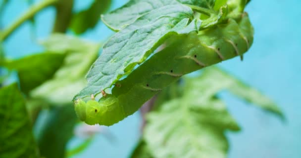 Larv Som Äter Tomatplanta — Stockvideo