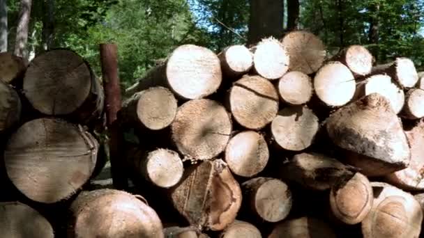 Logs Madeira Floresta Durante Luz Dia Koleczkowo Polônia Panning Shot — Vídeo de Stock