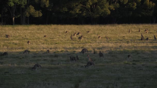 Vackra Eastern Grey Kangaroos Ett Gräsfält Queensland Australien — Stockvideo