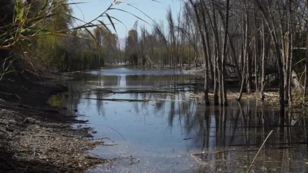 Meksika Daki Colorado Nehri Delta Rehabilitasyon Bölgesi — Stok video