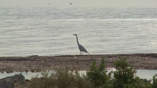 Ptáci na březích Saltonského moře