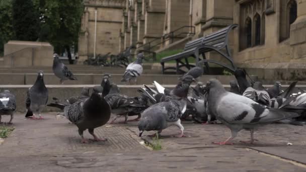 Group Pigeons Flock Feed Forage Food British City Wide Shot — Stock Video