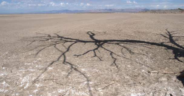 Shadow Dead Tree Cast Red Hill Marina Salton Sea Καλιφόρνια — Αρχείο Βίντεο