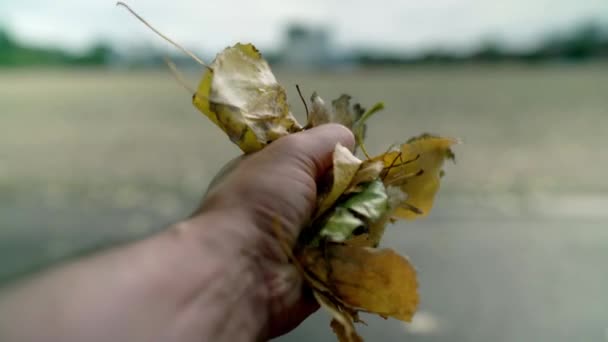 Dry and dead leaves crunching in the hand and let go in the wind in the autumn season
