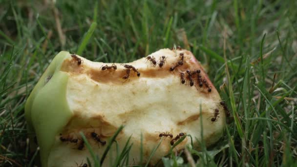 アリは草の上に横たわる噛んだリンゴを食べ 閉じます — ストック動画