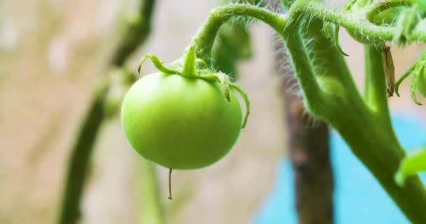 Una Oruga Una Planta Tomate — Vídeos de Stock