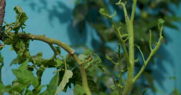 Una Oruga Una Planta Tomate — Vídeo de stock