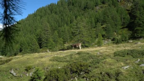 Szwajcarskie Brązowe Bydło Wypasane Alpach Szwajcarii Krowy Panorama Gór Przyrodzie — Wideo stockowe