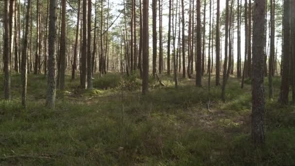Våren Vid Mossen Fina Träd Solstrålar Och Linsbloss Panorama Till — Stockvideo