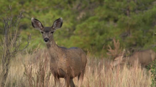 在新墨西哥州的蒲公英国家纪念馆 一头长着睡眼和大耳朵的母麋鹿正看着摄像机 而公鹿则在背景中觅食 — 图库视频影像