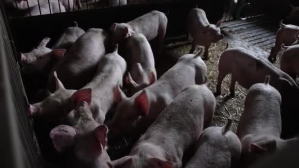 Amplia Toma Puestos Cerdos Abarrotados Una Granja Cerdos — Vídeos de Stock