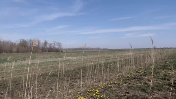 Œil Faisan Transylvanie Adonis Hybrida Bloom Dans Parc National Koros — Video