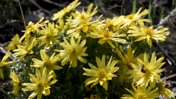 Μάτι Του Τρανσυλβανού Φασιανού Adonis Hybrida Bloom Στο Εθνικό Πάρκο — Αρχείο Βίντεο