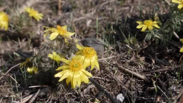 Oko Bażanta Transylwańskiego Kwiat Adonis Hybryda Parku Narodowym Koros Maros — Wideo stockowe