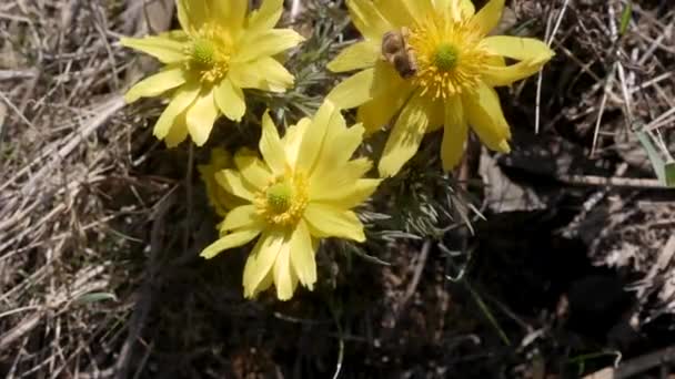 Око Трансильванського Фазана Adonis Hybrida Квітка Національному Парку Корос Марос — стокове відео