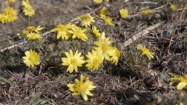 Erdélyi Fácán Szeme Adonis Hibrida Virágzás Koros Maros Nemzeti Parkban — Stock videók