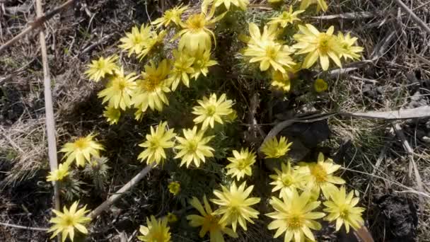 Ojo Faisán Transilvano Adonis Hybrida Florecen Parque Nacional Koros Maros — Vídeos de Stock