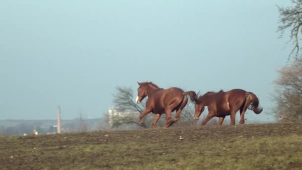 Dois Belos Cavalos Castanhos Galopam Pelo Campo Câmera Lenta — Vídeo de Stock