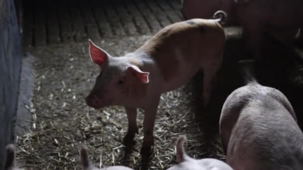 Bruin Gevlekte Varken Omringd Door Roze Varkens Een Boerderij — Stockvideo