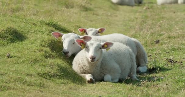 Sheep Lamb Relaxing Green Lofoten Field Bright Sunlight Norway — Stock Video