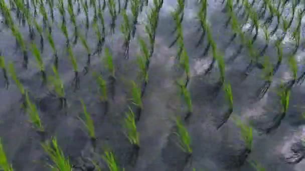 飞近一片美丽的稻田 蓝天上乌云倒映在水面上 Pan Up飞向一群棕榈树 Canggu Bali Indonesia — 图库视频影像