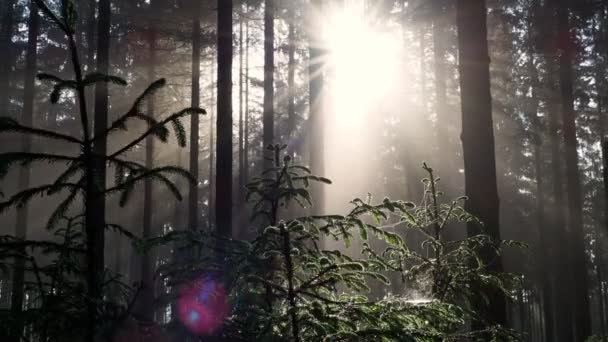 Solstrålar Skiner Genom Dimma Och Dimma Skogen Vid Soluppgången — Stockvideo