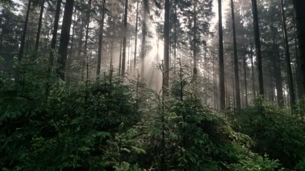 Sonnenstrahlen Die Bei Sonnenaufgang Durch Nebel Und Nebel Wald Scheinen — Stockvideo