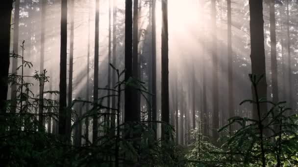 Rayons Soleil Brillants Travers Brume Matinale Brouillard Dans Forêt — Video