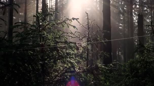 Solstråler Som Skinner Gjennom Tåke Tåke Skogen Ved Soloppgang – stockvideo