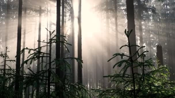 Sunbeam rays through mist and for at sunrise in forest trees
