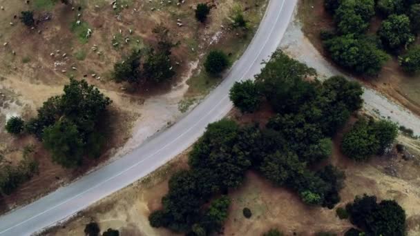 Tiro Aéreo Oído Ovejas Esparcidas Campo Lado Una Carretera Serpentina — Vídeo de stock