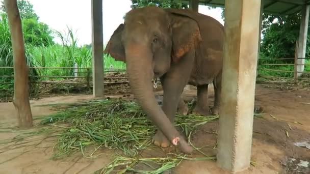 Elefante Herido Vaca Tratando Llegar Pantorrilla — Vídeo de stock