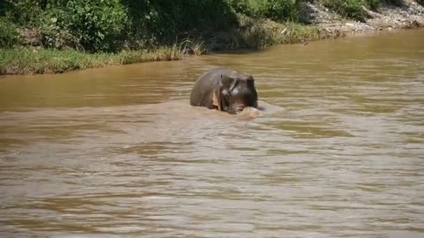 Ενιαία Ινδική Ελέφαντα Κολύμβησης Γρήγορη Ροή Ποταμού — Αρχείο Βίντεο