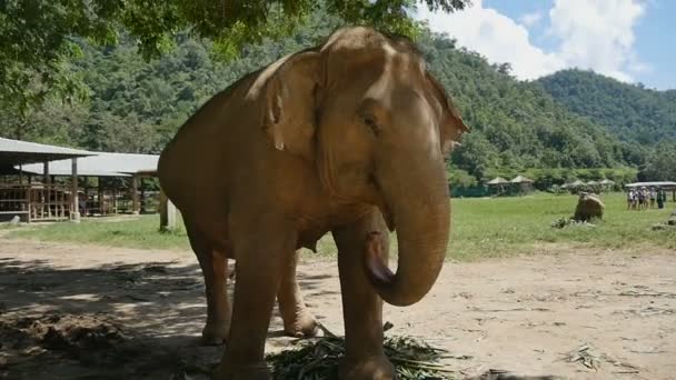 Gerettete Elefantenkuh Thailand Rehabilitiert — Stockvideo