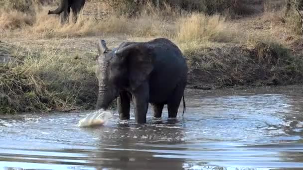 Νεαρός Αφρικανικός Ταύρος Ελέφαντα Που Πιτσιλάει Στην Άκρη Ενός Νερόλακκου — Αρχείο Βίντεο