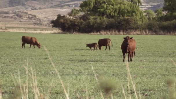 Taureau Champ Avec Vache Veau Filmé Dans État Libre Afrique — Video