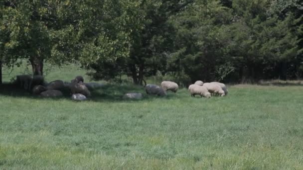 Pâturage Des Moutons Dans Champ Herbe — Video
