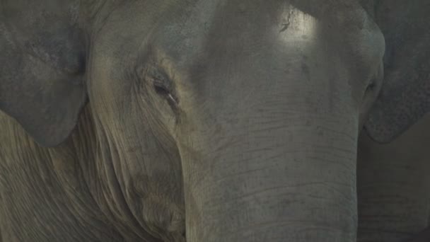 Close Cabeça Elefante Mastigando Grama — Vídeo de Stock