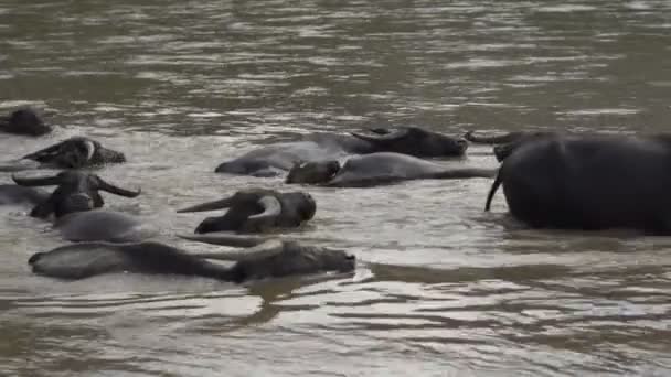 Bufalo Acqua Che Attraversa Grande Fiume — Video Stock