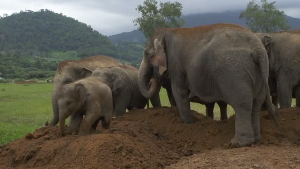 Familia Elefantes Enloqueciendo Lodo Fresco — Vídeos de Stock