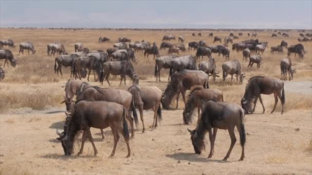 Stor Hjord Gnuer Som Migrerar Serengeti Tanzania — Stockvideo