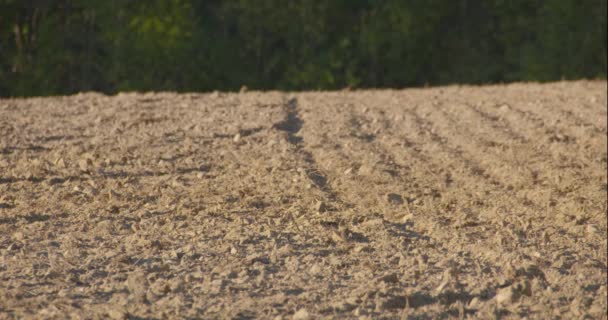 北卡罗莱纳州的耕作 — 图库视频影像
