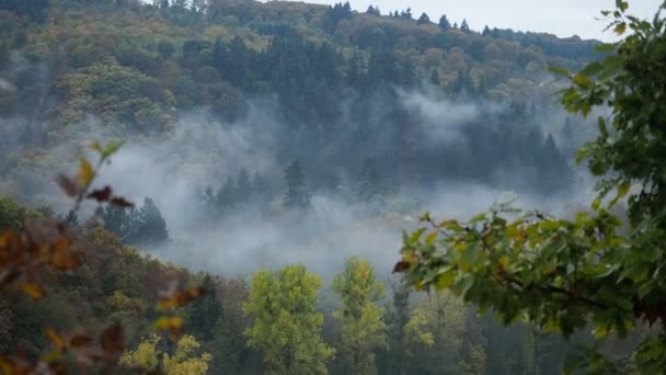 Nevoeiro Florestas Eifel Alemanha — Vídeo de Stock