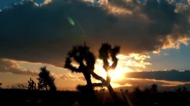 Joshua Tree 'de Yucca Brevifolia' nın arkasında gün batımı, Zaman Hızı
