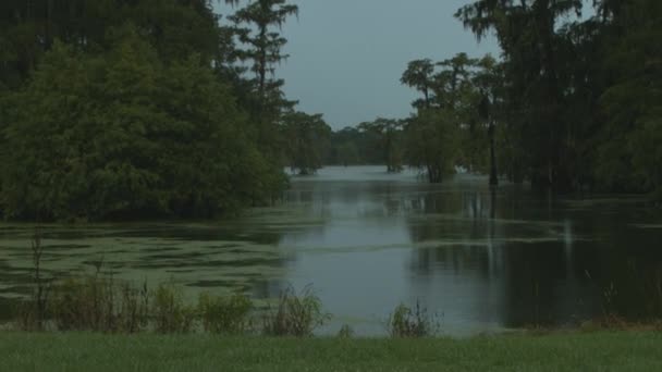Statische Opname Van Lafayette Louisiana Moeras Regen — Stockvideo