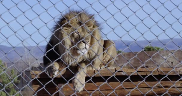 Male lion behind fence with mane blowing in wind - slow motion