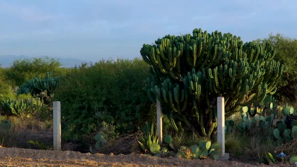 Plantas Del Desierto Mexicano Estado San Luis Potosí — Vídeo de stock